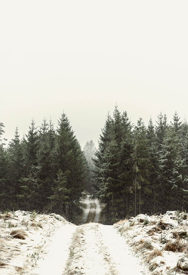 ForrestRetreat_low_01